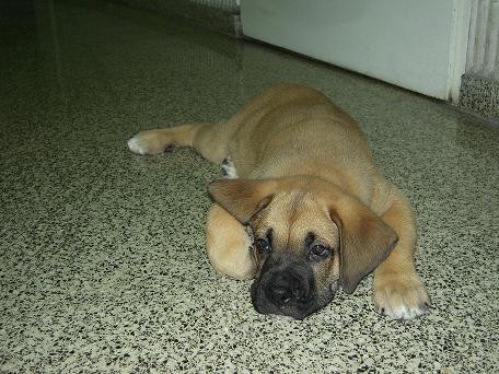 Es una mezcla entre boxer y pastor aleman.Tiene 2 meses de vida y solo tiene una vacuna.